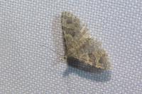 Alucita hexadactyla