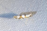 Argyresthia brockeella