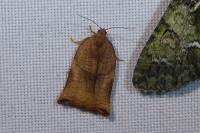 Archips podana