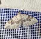 Aproaerema montanata