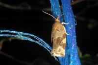 Archips xylosteana