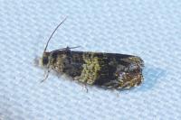 Celypha aurofasciana