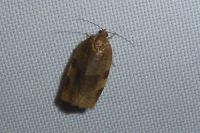 Choristoneura hebenstreitella