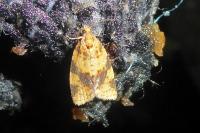 Epagoge grotiana