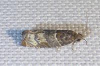Gypsonoma dealbana