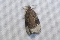 Apotomis capreana