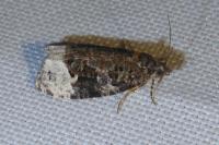 Apotomis capreana