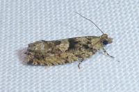 Zeiraphera isertana