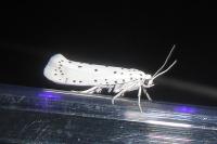 Yponomeuta