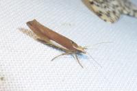 Ypsolopha parenthesella
