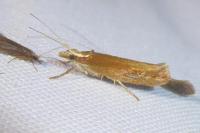 Ypsolopha parenthesella