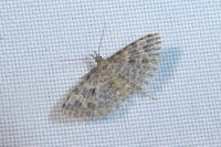 Alucita hexadactyla