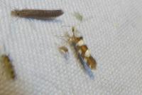 Argyresthia brockeella