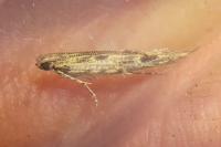 Batrachedra praeangusta