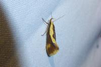 Harpella forficella