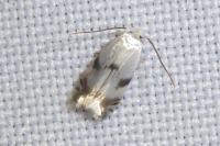Pseudopostega crepusculella