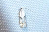 Pseudopostega crepusculella