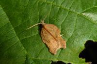 Acleris emargana