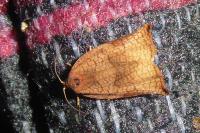 Archips podana