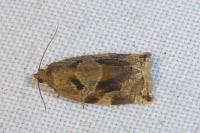 Archips xylosteana