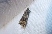 Celypha lacunana