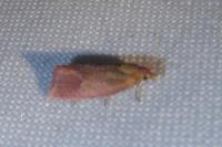 Celypha rosaceana