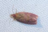 Celypha rosaceana