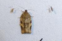 Choristoneura hebenstreitella
