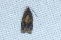 Ditula angustiorana