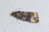 Endothenia