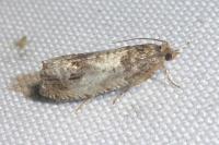 Notocelia rosaecolana