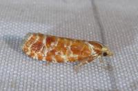 Rhyacionia