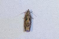 Zeiraphera isertana