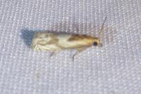 Eucosma gr. cana