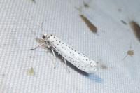 Yponomeuta evonymella