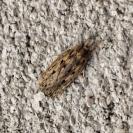 Hofmannophila pseudospretella