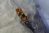 Eudemis profundana