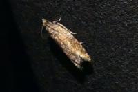 Rhopobota naevana