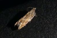 Rhopobota naevana