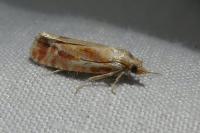 Rhyacionia buoliana