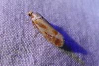 Rhyacionia buoliana