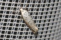 Yponomeuta padella