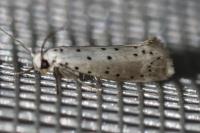 Yponomeuta padella
