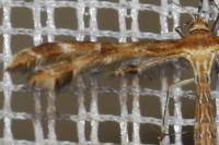 Oxyptilus