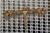 Oxyptilus