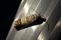Cydia pomonella