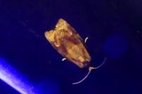 Ditula angustiorana
