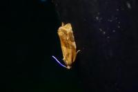 Ditula angustiorana