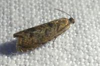 Grapholita lobarzewskii
