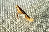 Caloptilia stigmatella
